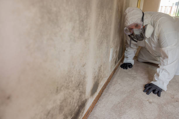 Best Water Damage & Mold Remediation  in Archer City, TX